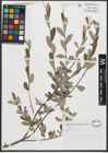 Foto von Salix salviifolia Brot.